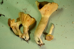 Lactarius pseudogerardii
