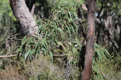 Eucalyptus goniocalyx goniocalyx