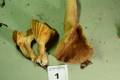 Lactarius pseudogerardii