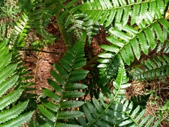 Cyathea atrovirens