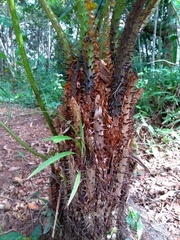 Cyathea atrovirens