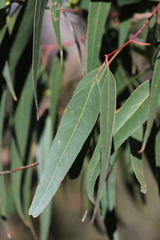 Eucalyptus goniocalyx goniocalyx