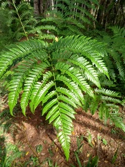 Cyathea atrovirens