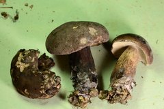 Tylopilus alboater
