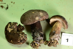 Tylopilus alboater