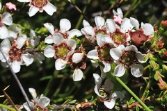 Leptospermum liversidgei