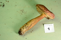 Tylopilus ferrugineus