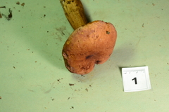 Tylopilus ferrugineus
