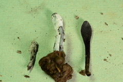 Hypomyces papulasporae image