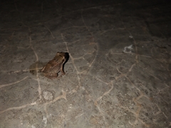Eleutherodactylus johnstonei