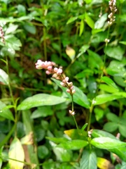 Persicaria