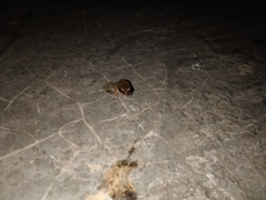 Eleutherodactylus johnstonei