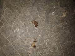 Eleutherodactylus johnstonei