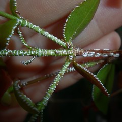 Leioscyta spiralis