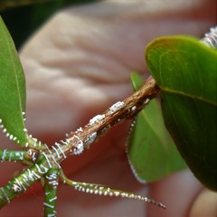 Leioscyta spiralis