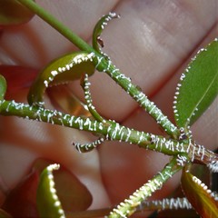 Leioscyta spiralis