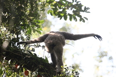 Hylobates moloch