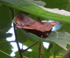 Hypopyra capensis