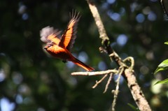 Pericrocotus miniatus