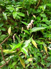 Persicaria