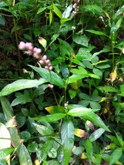 Persicaria
