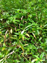 Persicaria