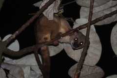 Arctogalidia trivirgata