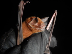 Common Mustached Bat photo 3