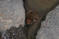 Limnonectes microdiscus