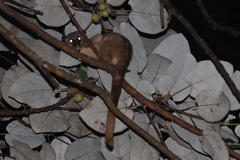 Arctogalidia trivirgata