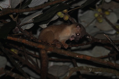 Arctogalidia trivirgata