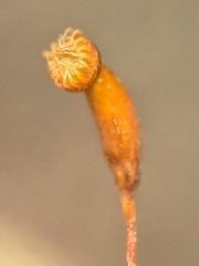 Hygroamblystegium