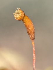 Hygroamblystegium