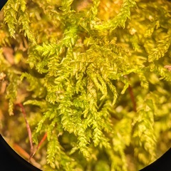 Hygroamblystegium
