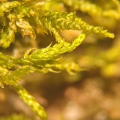 Hygroamblystegium