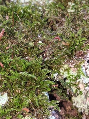 Hygroamblystegium