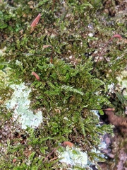 Hygroamblystegium