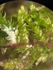 Hygroamblystegium