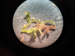 Hygroamblystegium