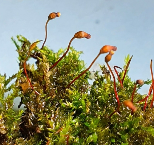 Rhynchostegium confertum
