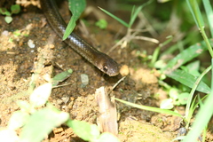 Gongylosoma baliodeira