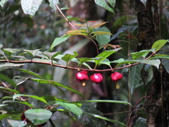 Drymonia coccinea