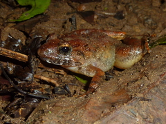 Limnonectes macrodon