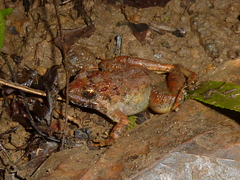 Limnonectes macrodon