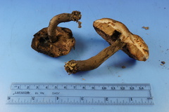 Tylopilus griseocarneus