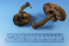 Tylopilus griseocarneus