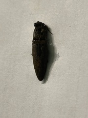 Diplostethus carolinensis