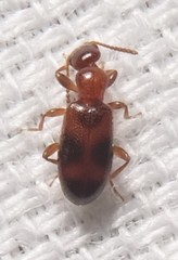 Vacusus vicinus