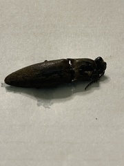 Diplostethus carolinensis