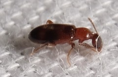 Vacusus vicinus